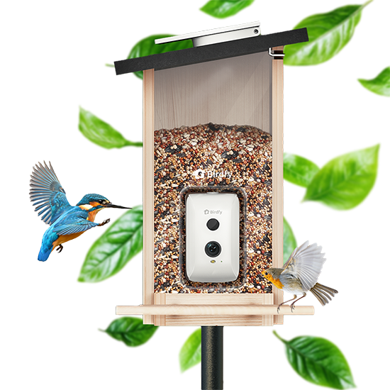 Birdfy